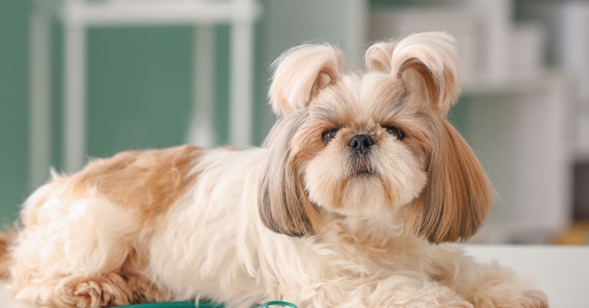 Shih-Tzu-dog A Shih Tzu dog lies on a white surface next to a green stethoscope in what appears to be a veterinary clinic.