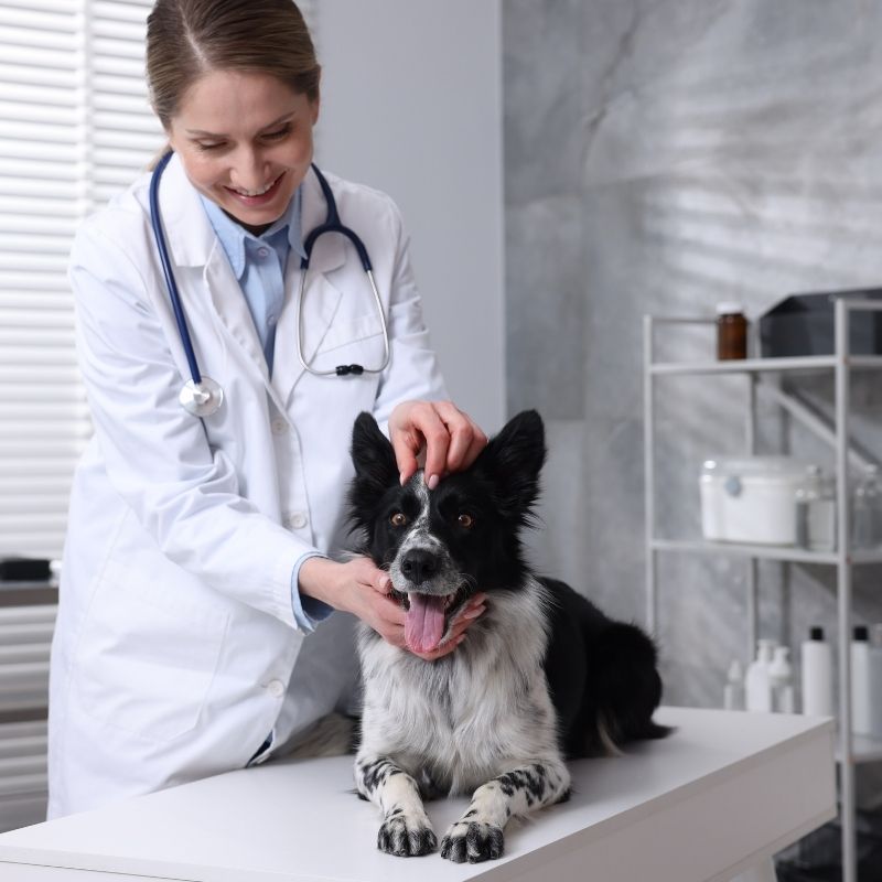 A veterinarian wearing a stethoscope and white coat gently pets a black and white dog lying on an examination table.