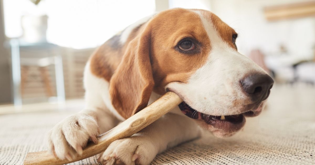 beagle-dog A beagle dog lies on a rug, chewing on a bone shaped treat.