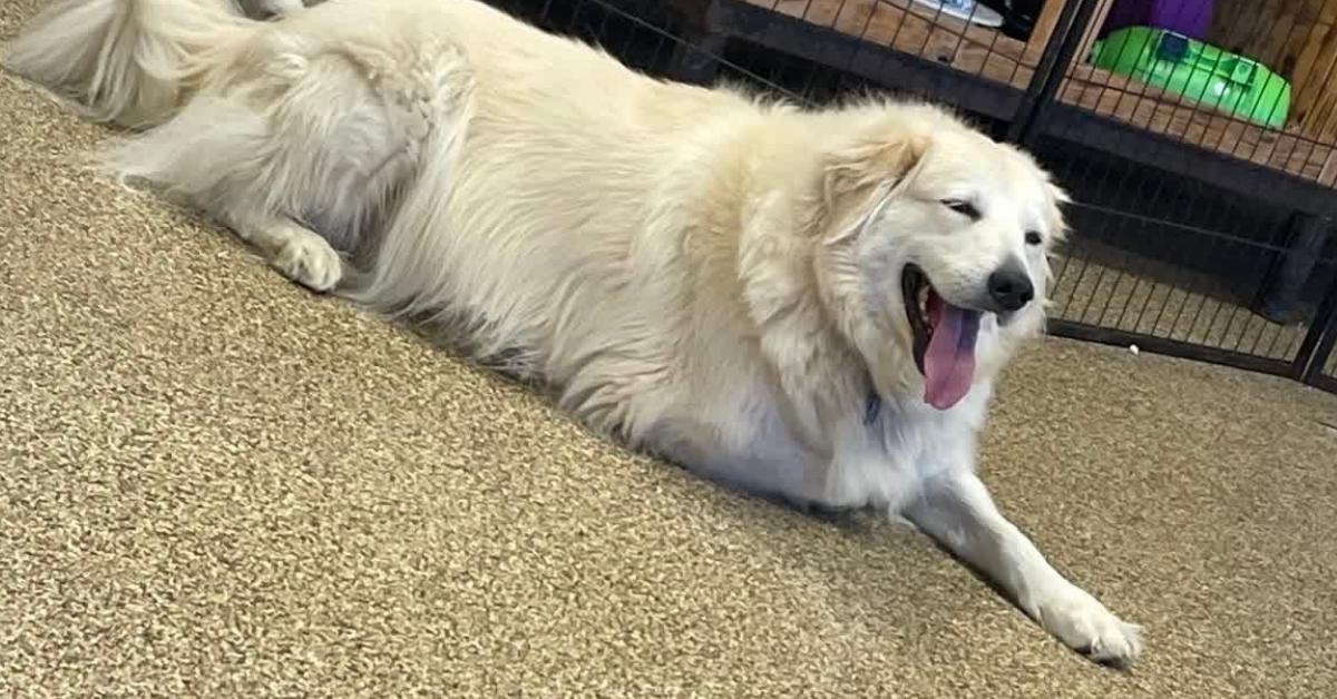 big-fluffy-white-dog A fluffy white dog lies on a speckled floor