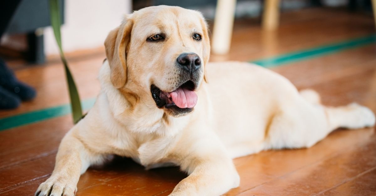 A light colored Labrador Retriever lies on a wooden floor with its tongue hanging out.