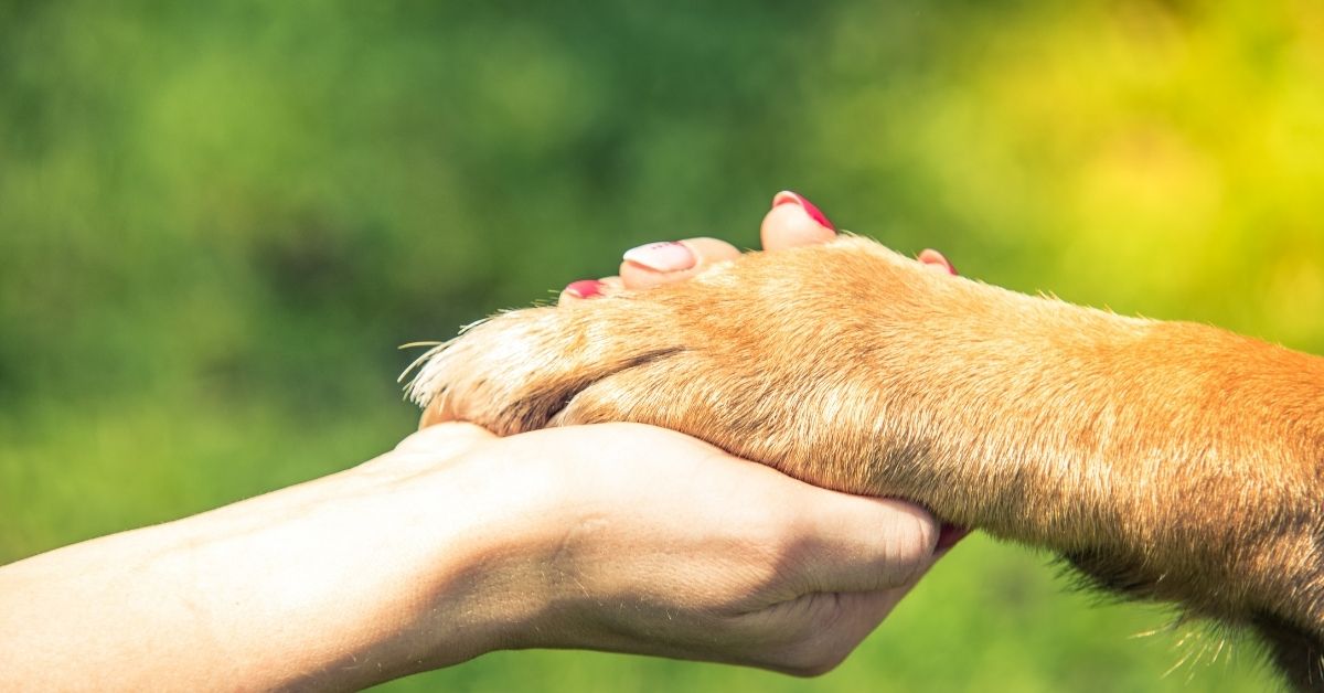 dogs-paw-in-hand A person's hand gently holding a dog's paw