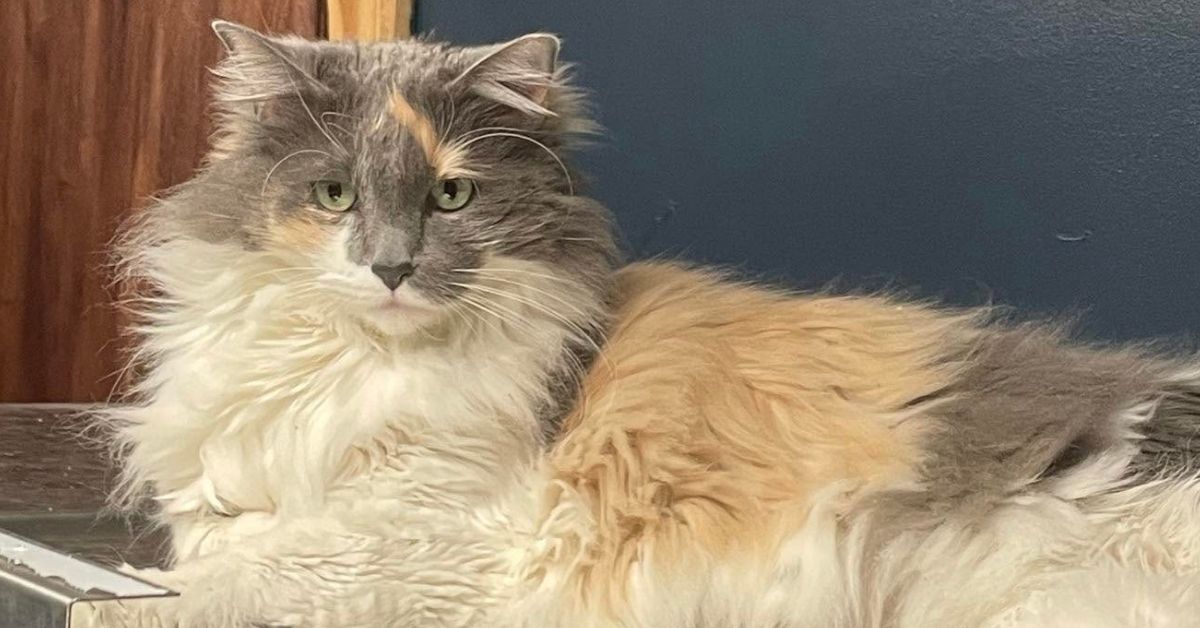 fluffy-calico-cat A fluffy calico cat with white, gray, and orange patches, lying down and looking forward.
