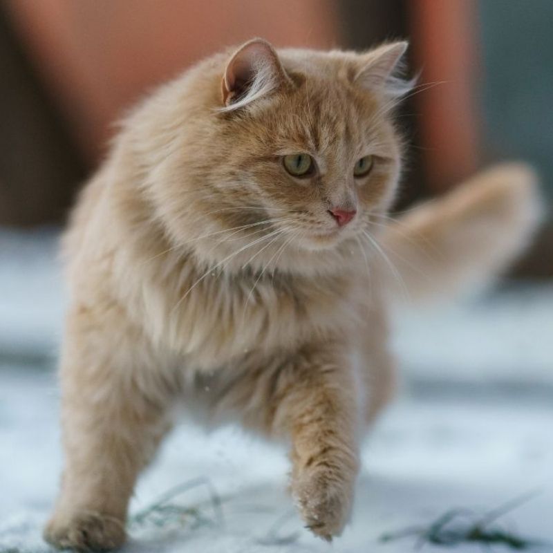 A fluffy orange cat with green eyes walks in the snow.
