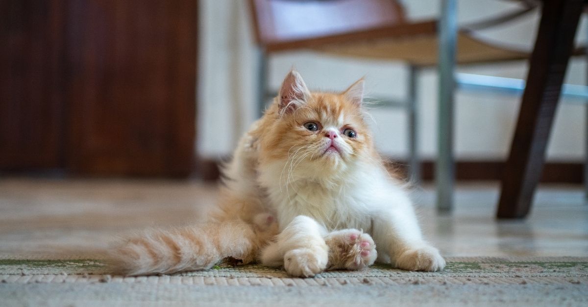 A fluffy orange and white cat is sitting on a rug and scratching its ear with its hind leg.