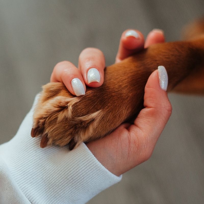 A person wearing a white sweater holds a dog's paw.