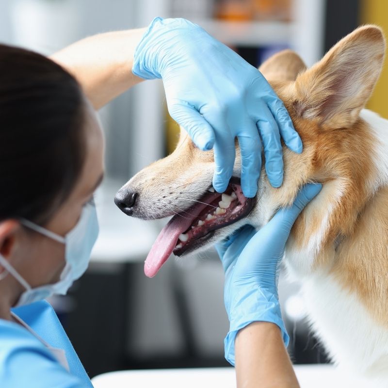A person wearing blue gloves and a mask examines a dog's teeth and mouth.