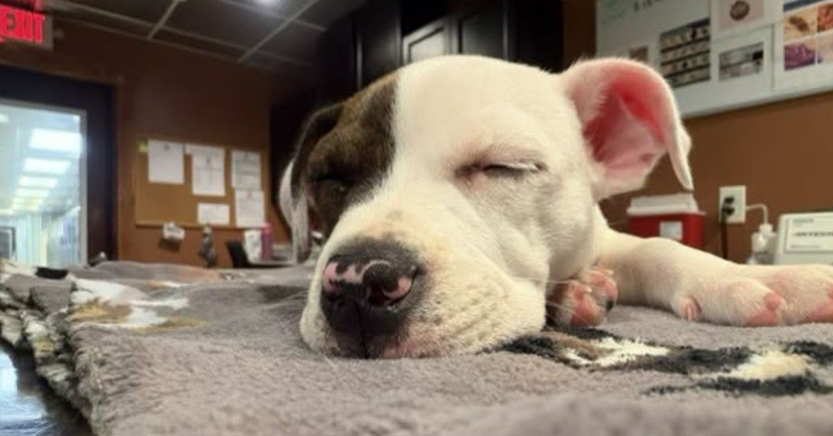 A white puppy with brown markings on its head sleeps on a gray blanket.