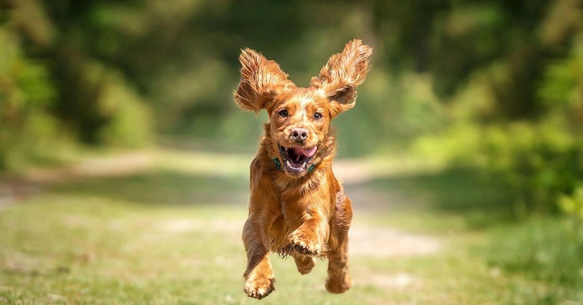 A joyful brown cocker spaniel with its ears flying runs in a grassy, wooded area.