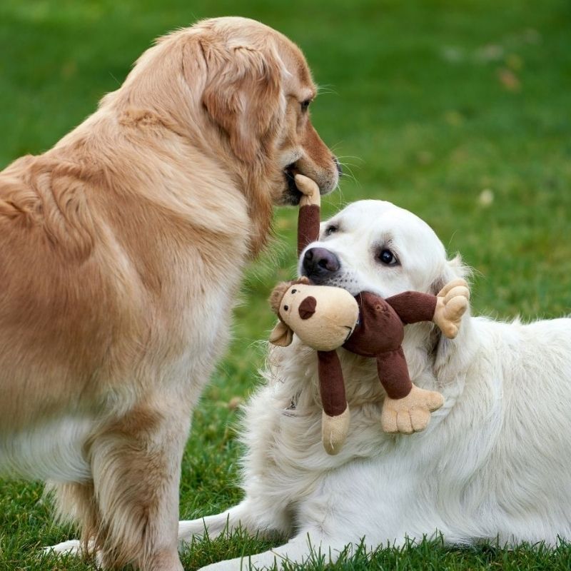 Two golden retrievers play tug of war with a stuffed monkey on a grassy lawn.