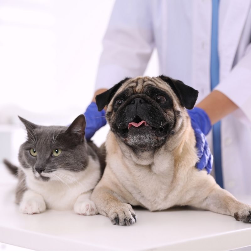 A veterinarian in blue gloves gently strokes a pug and a cat resting on a white examination table.