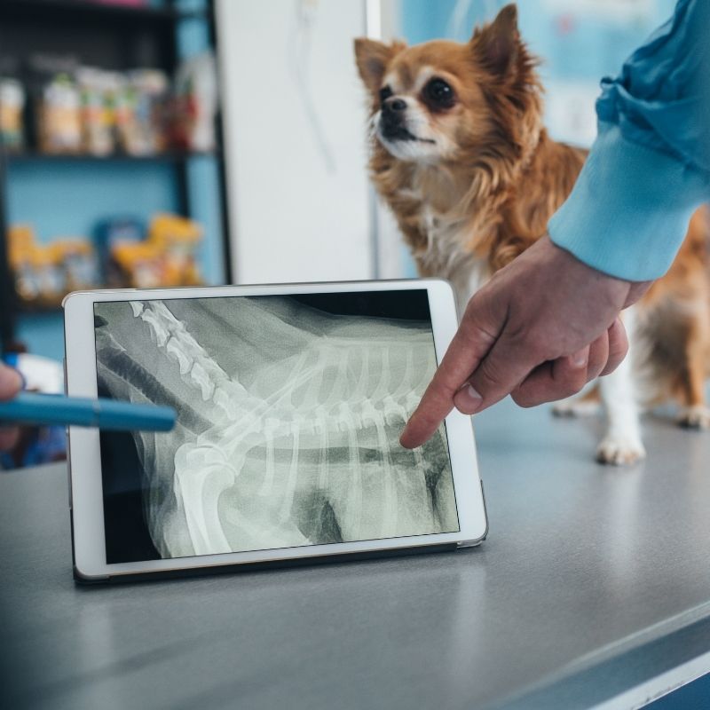 A veterinarian points to a tablet displaying a dog's spinal Xray