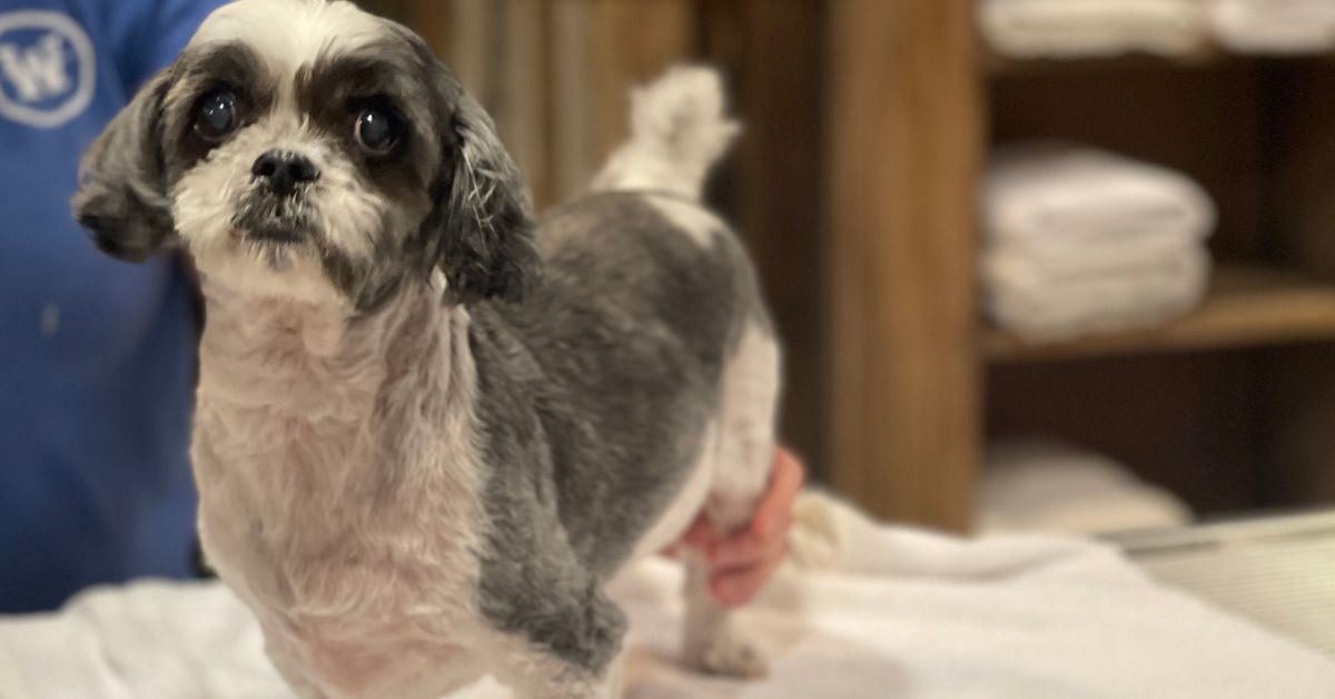 Small gray-and-white dog standing on a white towel, looking toward Small gray-and-white dog standing on a white towel, looking toward