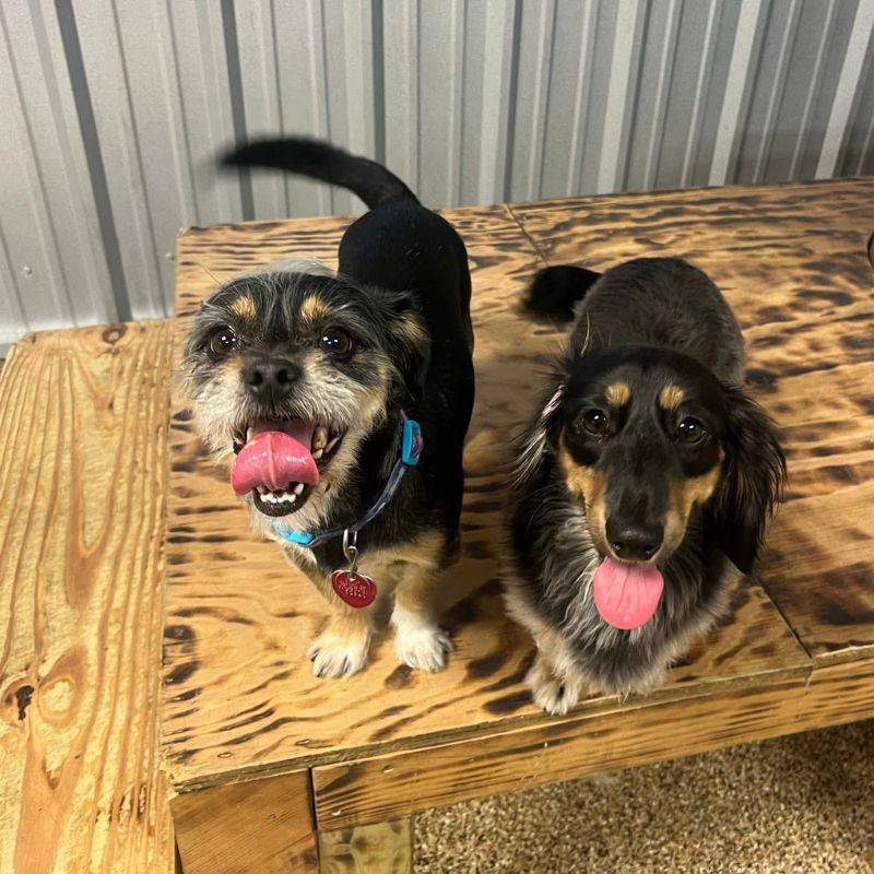 Two small dogs with collars sit on a wooden platform indoors