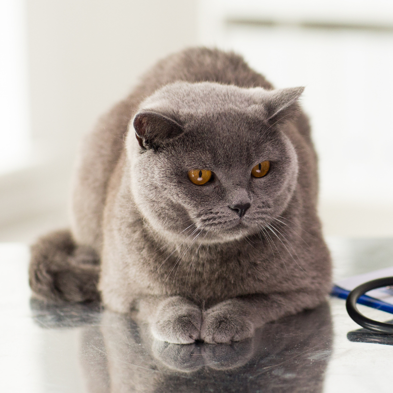 grey cat sitting on an exam table