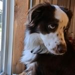 A brown and white Australian Shepherd dog looks out a window