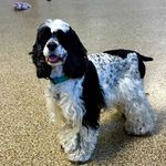 A black and white Cocker Spaniel with fluffy fur stands indoors on a textured floor