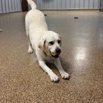 A white Labrador dog is in a play bow position with a yellow ball in its mouth